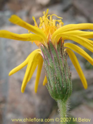 Bild von Asteraceae sp. #1454 (). Klicken Sie, um den Ausschnitt zu vergrössern.