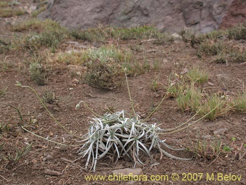 Image of Plantago sp. #1069 (). Click to enlarge parts of image.