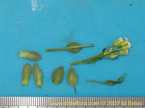 Image of Thlaspi magellanicum (). Click to enlarge parts of image.