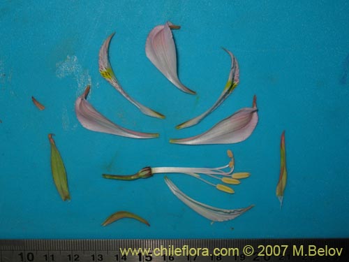 Bild von Alstroemeria pallida (). Klicken Sie, um den Ausschnitt zu vergrössern.