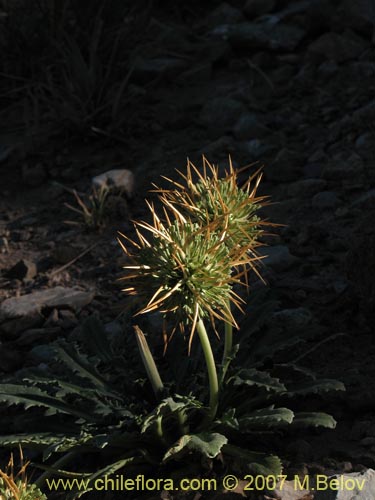 Imágen de Calycera herbacea (Calicera). Haga un clic para aumentar parte de imágen.