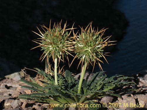 Calycera herbaceaの写真