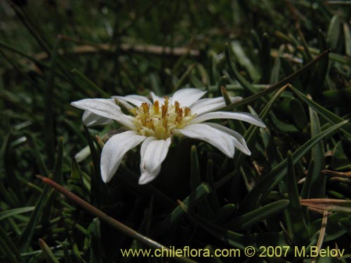Werneria pygmaea的照片