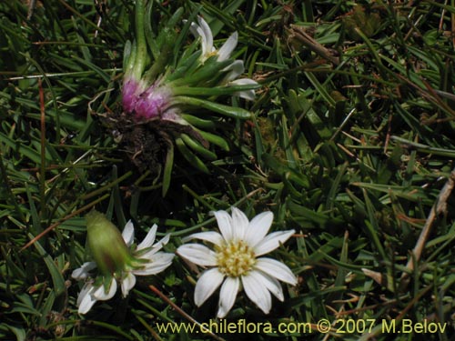 Werneria pygmaea的照片