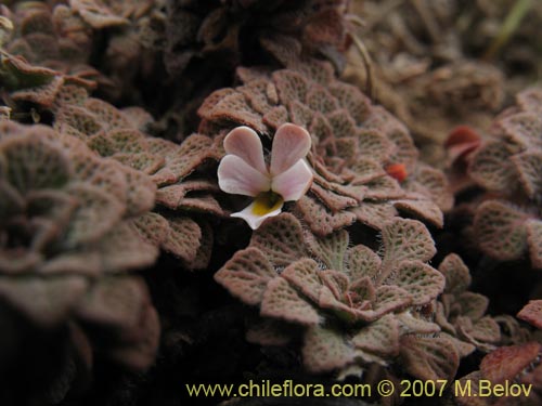 Viola philippii的照片
