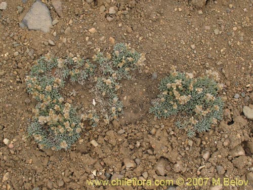 Фотография Antennaria chilensis (). Щелкните, чтобы увеличить вырез.