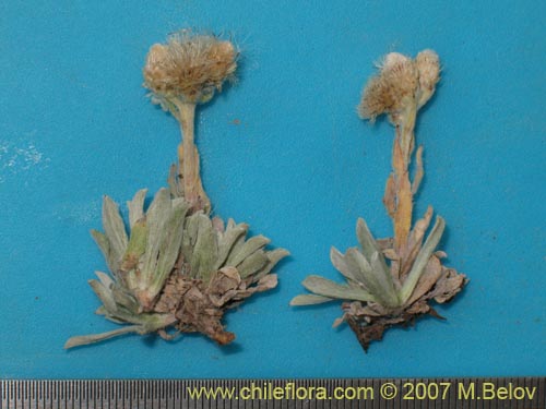 Фотография Antennaria chilensis (). Щелкните, чтобы увеличить вырез.