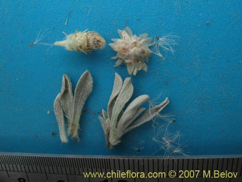 Antennaria chilensis的照片