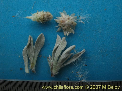 Antennaria chilensis의 사진