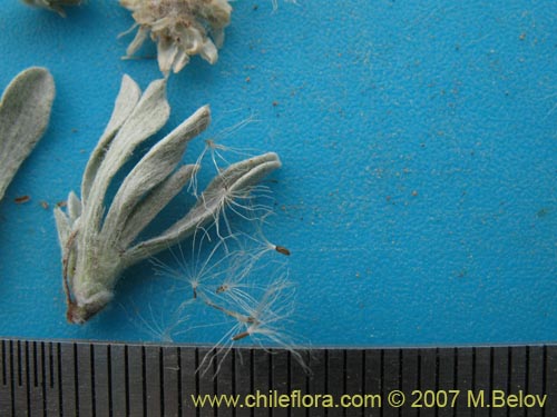 Antennaria chilensis의 사진