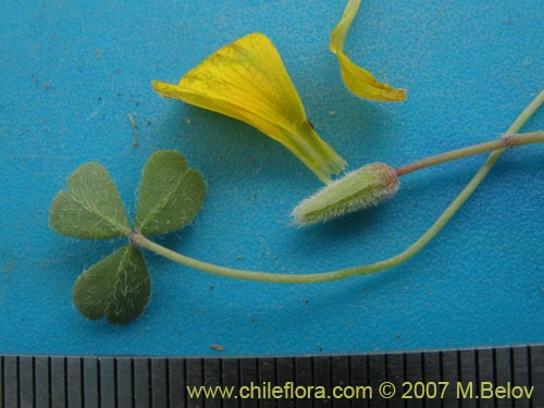 Image of Oxalis sp. #7178 (). Click to enlarge parts of image.