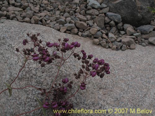 Calceolaria purpurea的照片