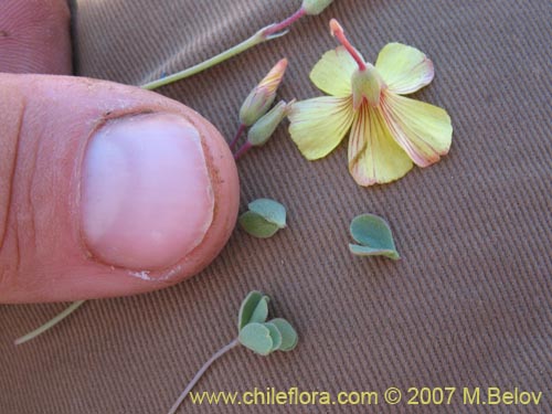 Image of Oxalis sp.  #1322 (). Click to enlarge parts of image.