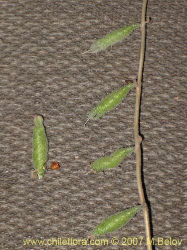 Image of Caiophora silvestris (Ortiga caballuna). Click to enlarge parts of image.