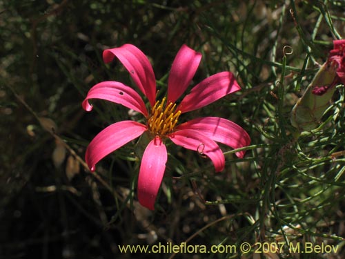 Фотография Mutisia subulata (Flor de la granada / Clavel del campo). Щелкните, чтобы увеличить вырез.