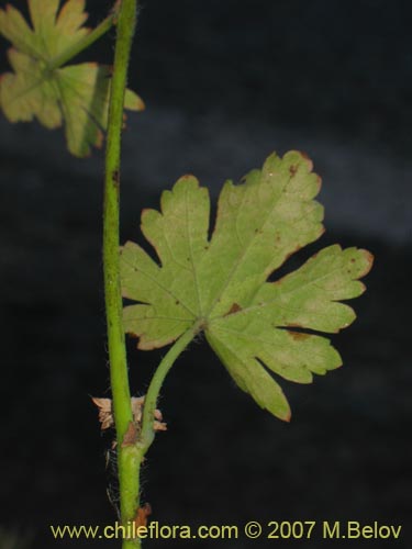 Image of Unidentified Plant sp. #1026 (). Click to enlarge parts of image.