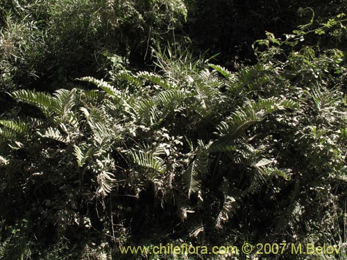 Image of Blechnum sp. #1031 (). Click to enlarge parts of image.