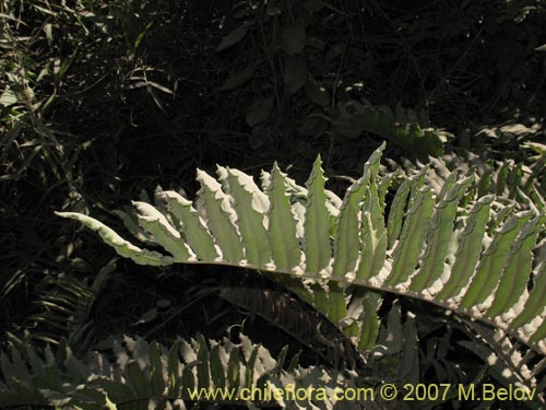 Image of Blechnum sp. #1031 (). Click to enlarge parts of image.
