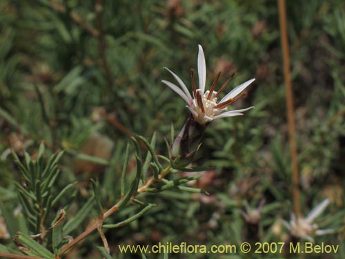 Image of Mutisia sp.   #1274 (). Click to enlarge parts of image.