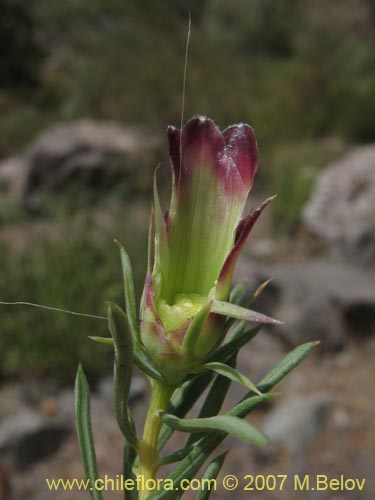 Mutisia acerosa의 사진