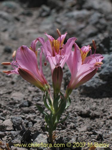 Bild von Alstroemeria exerens (Alstroemeria). Klicken Sie, um den Ausschnitt zu vergrössern.