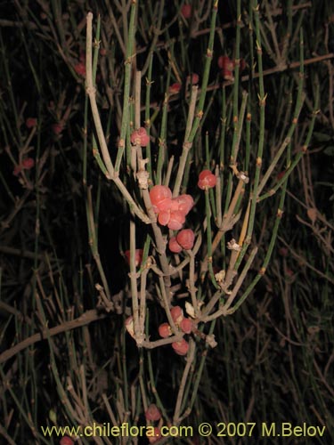 Ephedra gracilis의 사진