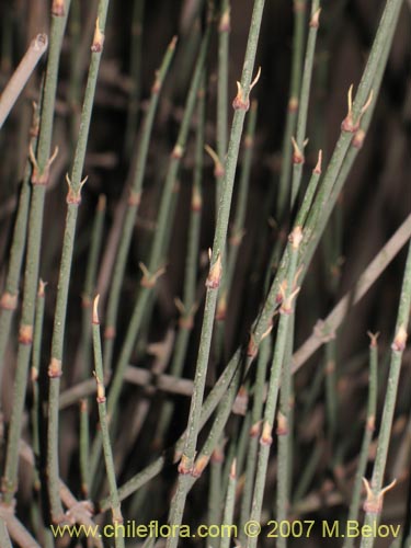 Ephedra gracilisの写真