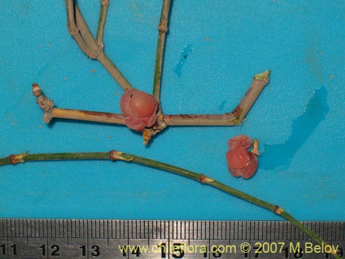 Ephedra gracilisの写真