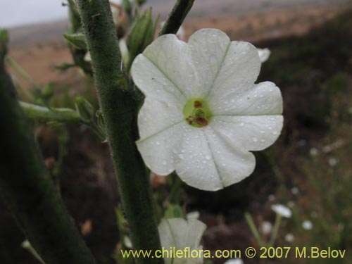 Image of Nicotiana acuminata (Tabaco del cerro / Tabaco silvestre). Click to enlarge parts of image.