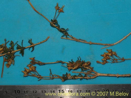 Bild von Calceolaria hypericina (). Klicken Sie, um den Ausschnitt zu vergrössern.