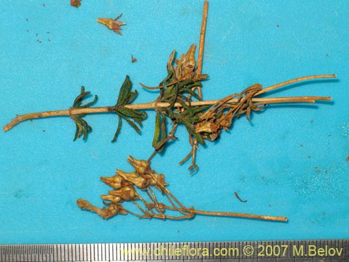 Imágen de Calceolaria hypericina (). Haga un clic para aumentar parte de imágen.