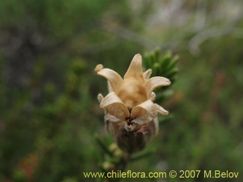 Фотография Silene chilensis (). Щелкните, чтобы увеличить вырез.