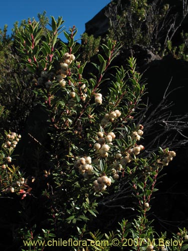 Imágen de Gaultheria phillyreifolia var. alba (). Haga un clic para aumentar parte de imágen.