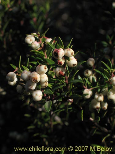 Gaultheria phillyreifolia var. albaの写真