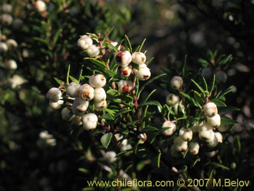 Im�gen de Gaultheria phillyreifolia var. alba (). Haga un clic para aumentar parte de im�gen.