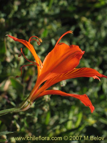 Bild von Alstroemeria aurea (). Klicken Sie, um den Ausschnitt zu vergrössern.