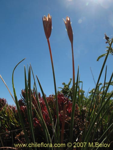 Iridaceae sp. #1048의 사진