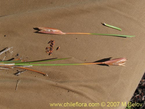 Iridaceae sp. #1048の写真