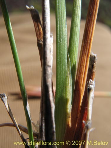 Iridaceae sp. #1048の写真
