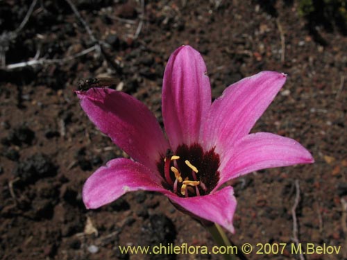 Imágen de Rhodophiala andicola (Añañuca de los volcanes). Haga un clic para aumentar parte de imágen.