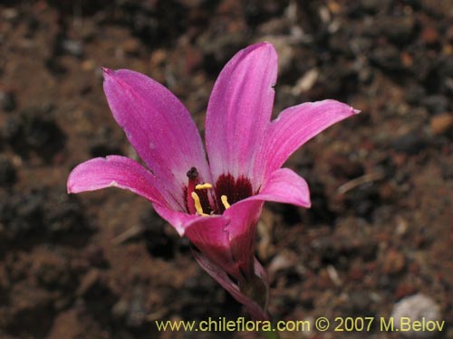 Imágen de Rhodophiala andicola (Añañuca de los volcanes). Haga un clic para aumentar parte de imágen.