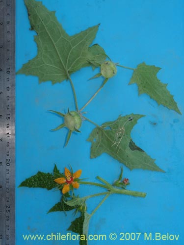 Image of Loasa acerifolia (). Click to enlarge parts of image.
