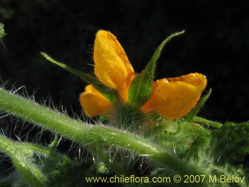 Imágen de Loasa acerifolia (). Haga un clic para aumentar parte de imágen.