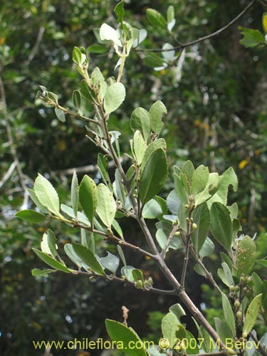 Фотография Laureliopsis philippiana (Tepa / Laurela). Щелкните, чтобы увеличить вырез.