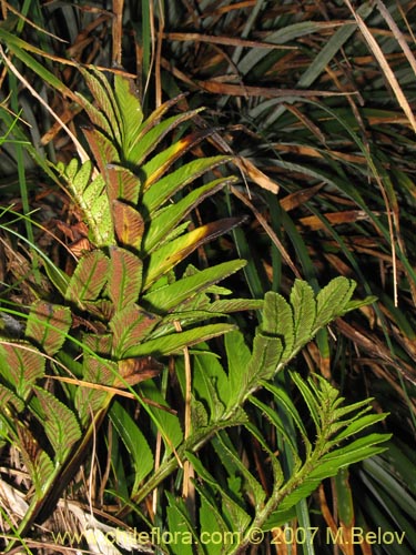 Asplenium obtusatum var. sphenoides의 사진