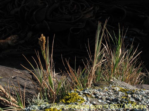 Poaceae sp. #1754の写真