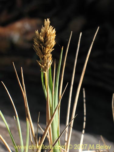 Poaceae sp. #1754的照片