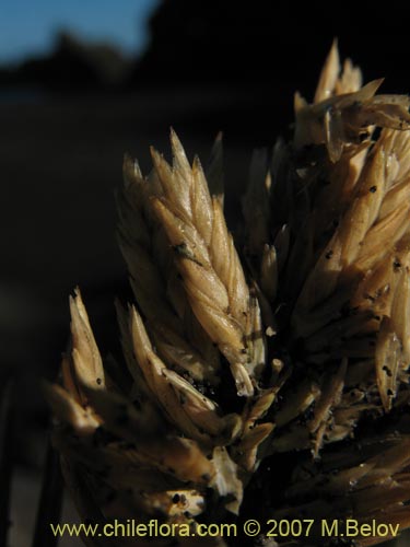 Image of Poaceae sp. #1754 (). Click to enlarge parts of image.