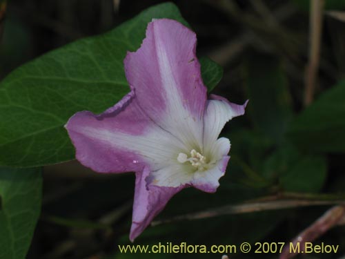 Calystegia soldanella
(L.)的照片