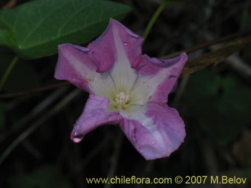 Calystegia soldanella
(L.)의 사진